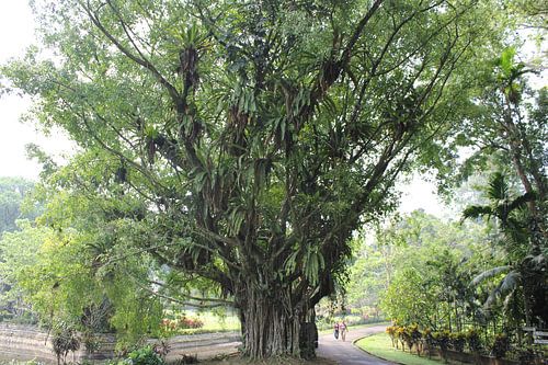 Indonesië: Javaanse boom