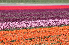 Buntes Feld mit orangefarbenen, rosa, lila und roten Tulpen von Mees van der Wiel