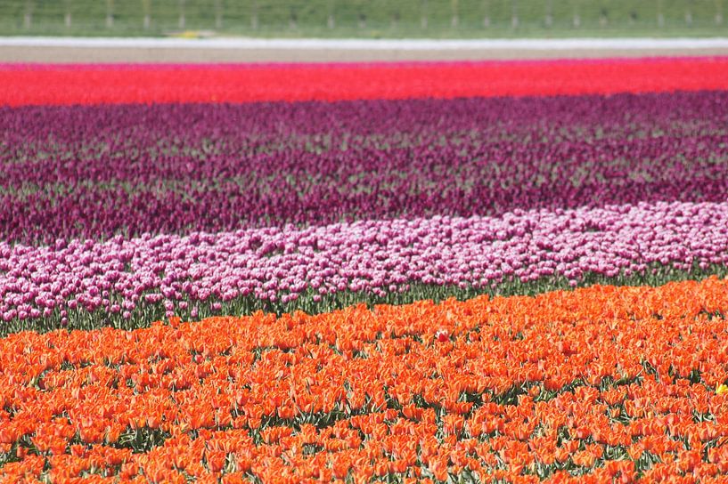 Colourful field with orange, pink, purple and red tulips by Mees van der Wiel