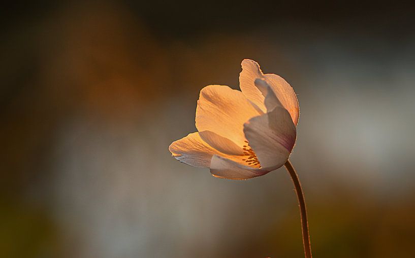 flower evening light by natascha verbij