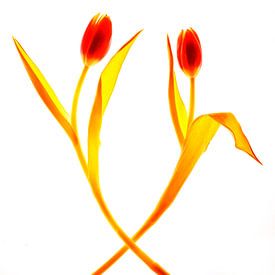 Danse de deux tulipes sur Sjoerd van der Hucht