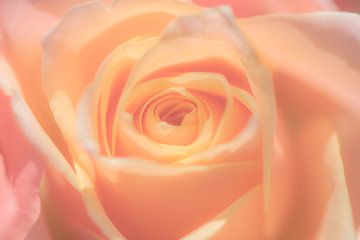 Leuchtendes Rosa von Caroline Drijber