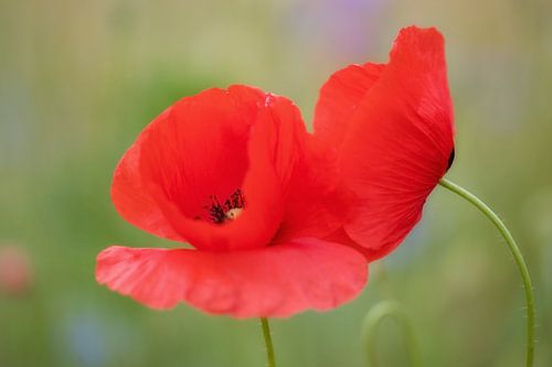 Klaprozen in omhelzing.