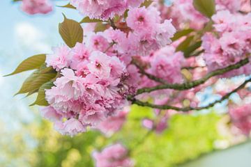 Arbre à fleurs 