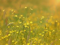 Buttercups in the morning sun