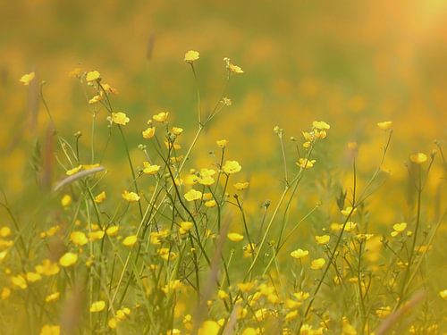 Boterbloemetjes in de ochtendzon