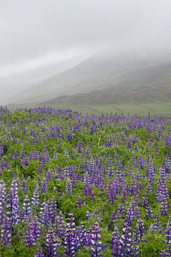 LUPINEVELD IN IJSLAND van PeetMagneet