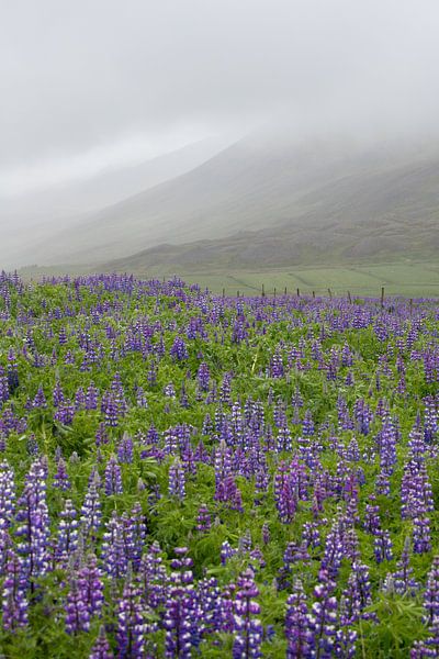LUPIN FIELD IN ICELAND by PeetMagneet