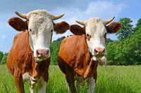 Cows with character