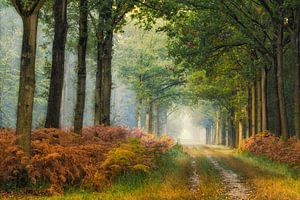 Dromen in het Liesbos.... sur Jos Erkamp