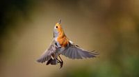 Robins in flight by Misja Kleefman thumbnail