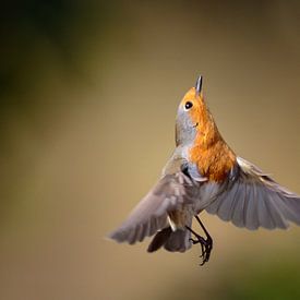 Roodborst in de vlucht van Misja Kleefman