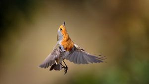 Roodborst in de vlucht van Misja Kleefman