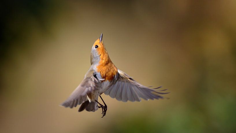 Robins in flight by Misja Kleefman
