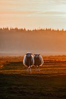 Drenthe moor sheep in the evening sun.