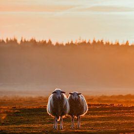 Les moutons de Drenthe moor au soleil du soir. sur Prisca Visser