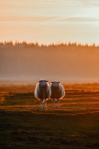 Drentse heideschapen. van Prisca Visser