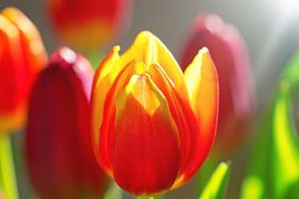 Tulips by Bo Valentino