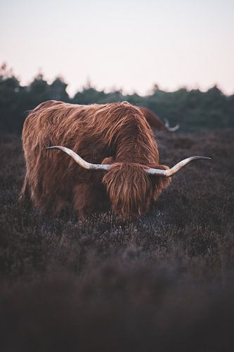 Scottish Highlander