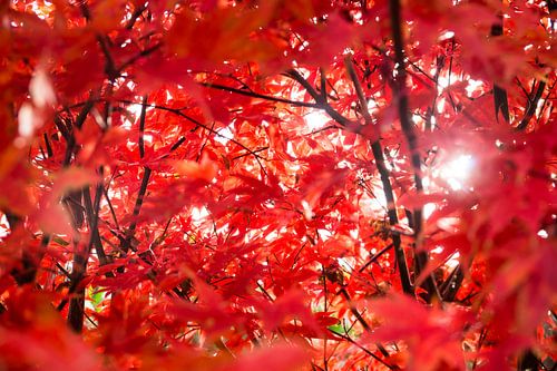 Herfst esdoorn