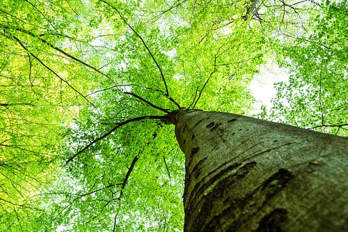Gigantic treetop