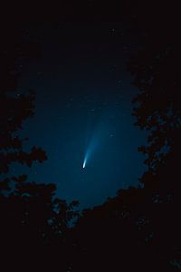 Neowise am Nachthimmel durch die Baumkronen gesehen