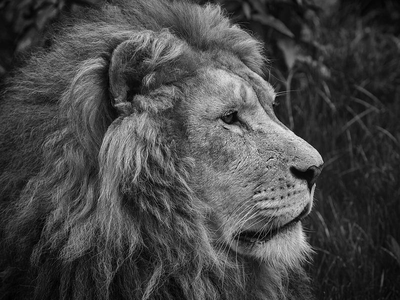 Leo by Rob Boon