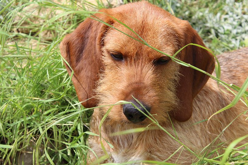 Jeune petit chien par Petra Van Hijfte