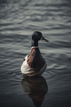 colvert