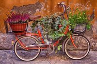 Bloemenfiets