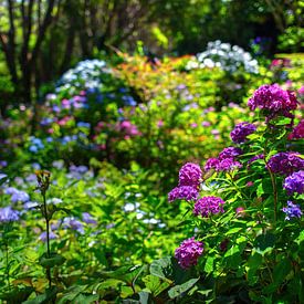 Fleurs dans un jardin botanique sur Yevgen Belich