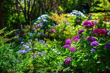 Blumen im botanischen Garten von Yevgen Belich