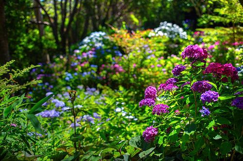 Fleurs dans un jardin botanique