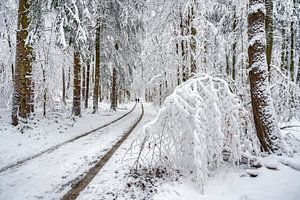 Winterwald