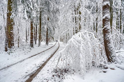 Winterbos