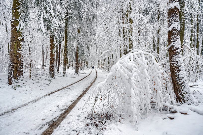 Winterwald von Uwe Ulrich Grün