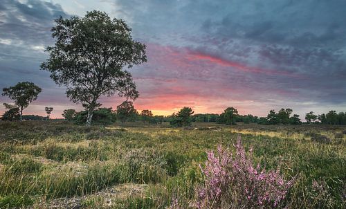 Zonsondergang Heide Eerbeek