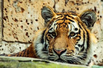 Portret van een tijger, Portret of a tiger von Danielle Klaver-Overdijk