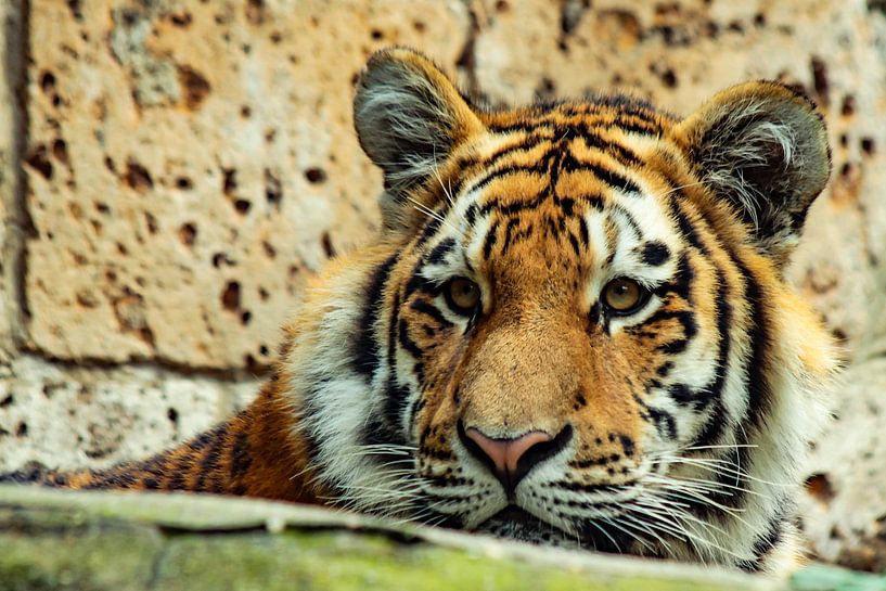 Portret van een tijger, Portret of a tiger by Danielle Klaver-Overdijk