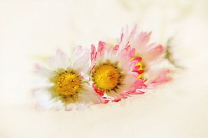 Daisy