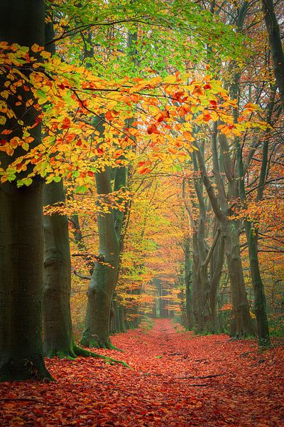Woldberg in voller Herbstfärbung von Mark van der Walle