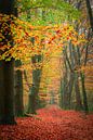 Woldberg in voller Herbstfärbung von Mark van der Walle Miniaturansicht