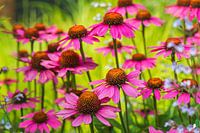 Roze bloemen