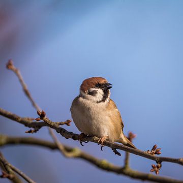 Tree Sparrow by Tobias Luxberg