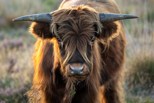 Schotse hooglander