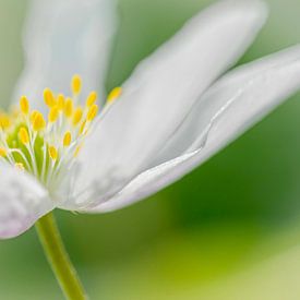 Gros plan sur l'anémone des bois en fleurs sur Mario Brussé Fotografie