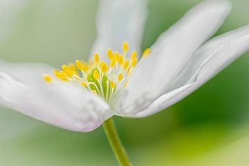 Close up bloeiende Bosanemoon van Mario Brussé Fotografie