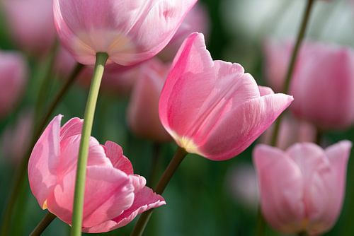 Roze tulpen in het veld