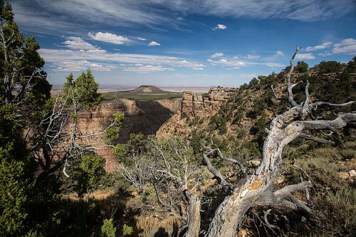 Grand Canyon in het bijzonder