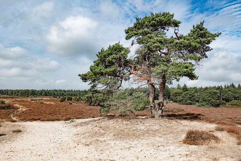 Echten 2024 von Foto UiterwijkWinkel